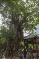 盧九公園內的榕樹，編碼0516